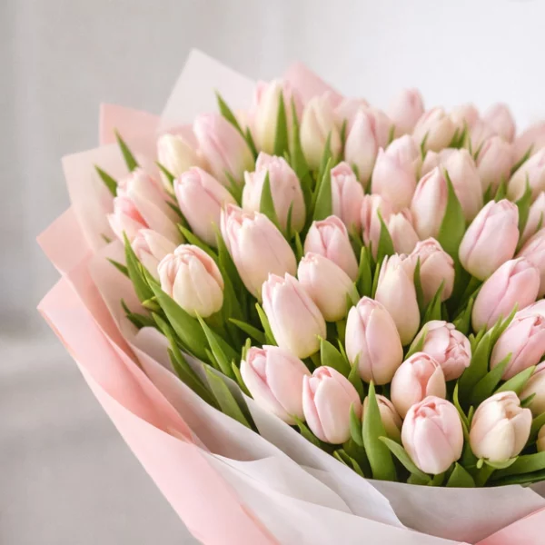 101 нежно-розовый тюльпан в упаковке